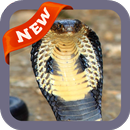 Cobra Wallpaper APK