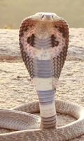 Cobra Wallpaper Cartaz