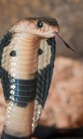 Cobra Wallpaper imagem de tela 1