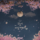 카카오톡 테마 - 오늘이 제일 예쁘다_밤 벚꽃 ícone