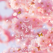 카카오톡 테마 - 오늘이 제일 예쁘다_핑크 벚꽃