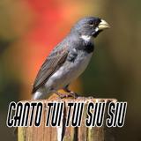 Canto Tui Tui Siu Siu biểu tượng