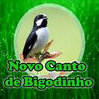 Novo Canto de Bigodinho icône