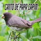 Canto de Papa Capim Viviti ไอคอน