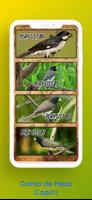 Canto de Papa Capim Viviti ภาพหน้าจอ 3
