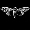 Cicada APK