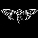 Cicada APK