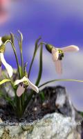 1 Schermata Nature Live❁ Spring Flowers XL