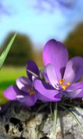 Nature Live Spring Flowers 3D постер