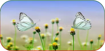 ইসলামিক কোন নামের কি অর্থ