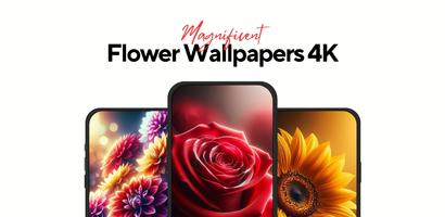 Flower Wallpapers Rose 4K - HD plakat