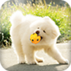Dog Whistle - High Frequency APK