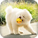 Dog Whistle - High Frequency APK