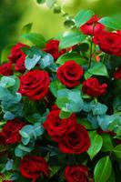 Rosas Rojas Bonitas y Naturales en HD Gratis 스크린샷 3