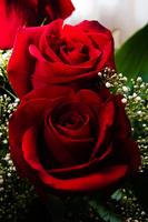 Rosas Rojas Bonitas y Naturales en HD Gratis screenshot 1