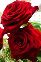 Rosas Rojas Bonitas y Naturales en HD Gratis capture d'écran 2