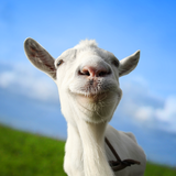 Goat Simulator محاكاة الماعز APK