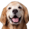 Stray Dog Alert APK