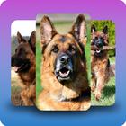 German shepherd dogs wallpaper-icoon