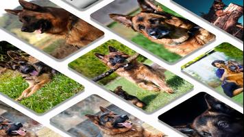German shepherd dogs wallpaper screenshot 1