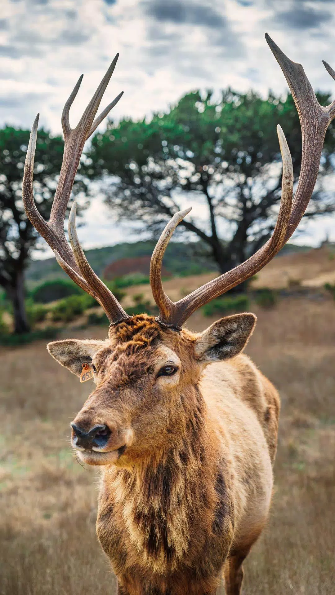 Deer Wallpapers APK for Android Download Deer Wallpapers APK for Android Download