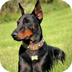 Doberman Wallpaper: backgrounds hd APK  for Android – Download Doberman  Wallpaper: backgrounds hd APK Latest Version from 
