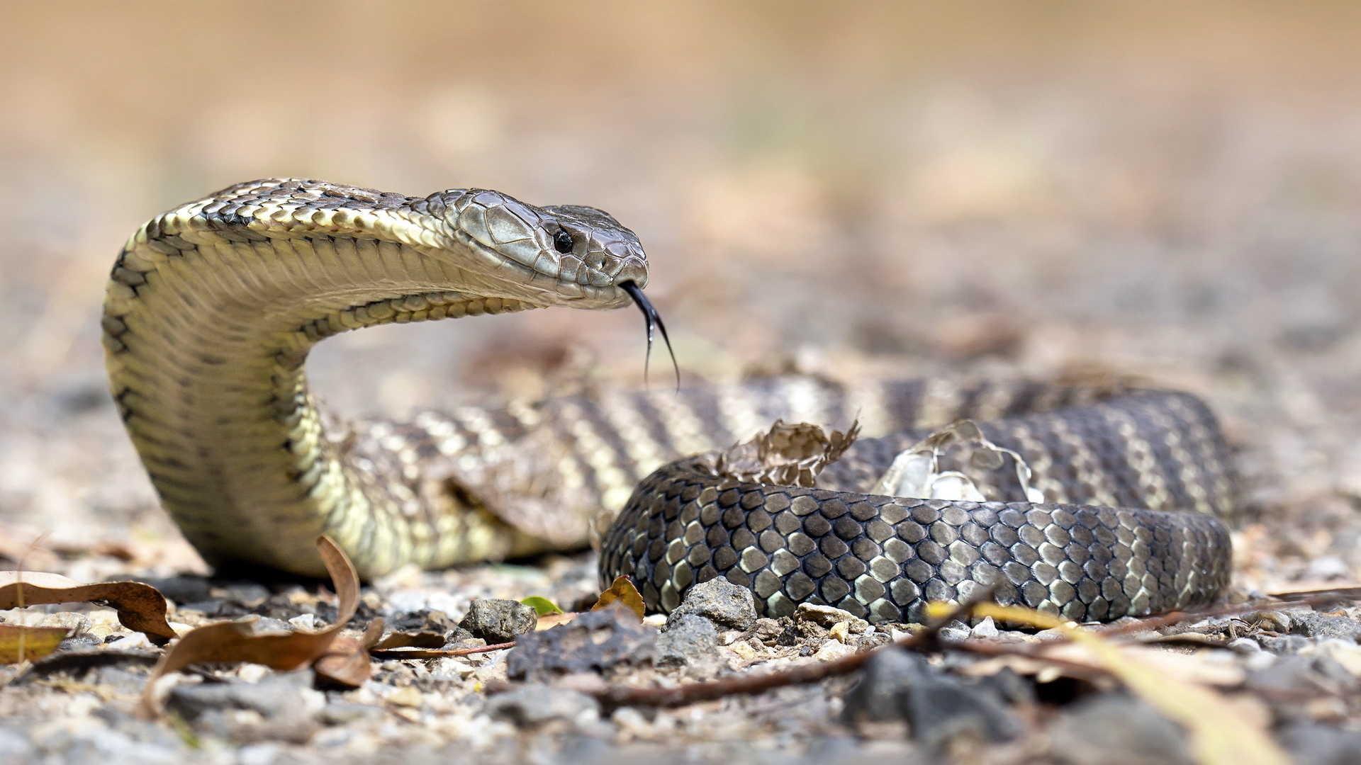 Mengenal Snake Ransomware Ular Berbisa Yang Lumpuhkan Honda