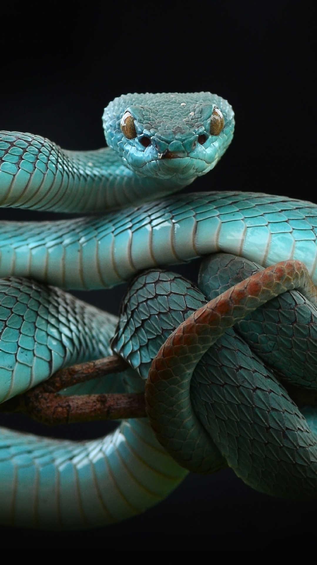 Змей на заставку телефона. Голубая куфия. Голубая гадюка. Тайская гадюка. Красивые змеи.