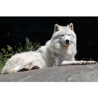 Alaska Wildlife Wallpapers Pictures HD ikon