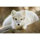 Arctic Fox Wallpapers Pictures HD APK