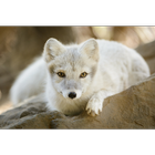 Arctic Fox Wallpapers Pictures HD icon