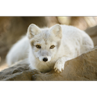 ikon Arctic Fox Wallpapers Pictures HD