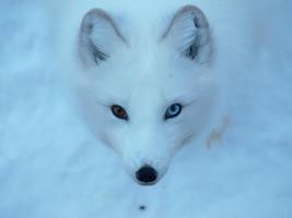 Arctic Fox Wallpapers Pictures HD скриншот 3