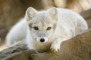 Arctic Fox Wallpapers Pictures HD Affiche