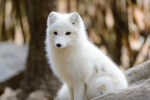 Arctic Fox Wallpapers Pictures HD скриншот 1