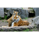 Baby Tiger Cubs Wallpapers Pictures HD APK
