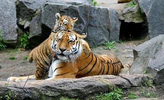 Baby Tiger Cubs Wallpapers Pictures HD poster