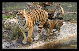 Baby Tiger Cubs Wallpapers Pictures HD capture d'écran 1