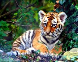 Baby Tiger Cubs Wallpapers Pictures HD capture d'écran 2