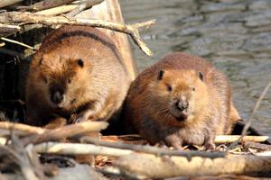 Baby Beavers Wallpapers Pictures HD скриншот 2