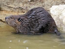 Baby Beavers Wallpapers Pictures HD capture d'écran 3