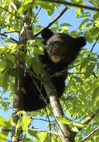 Baby Bear Cubs Wallpapers Pictures HD gönderen