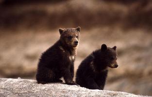 Baby Bear Cubs Wallpapers Pictures HD 截图 1