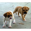 Baby Bulldog Puppy Wallpapers Pictures HD APK
