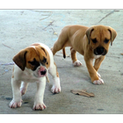 Baby Bulldog Puppy Wallpapers Pictures HD 图标