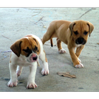 Baby Bulldog Puppy Wallpapers Pictures HD icon