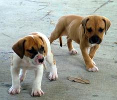 Baby Bulldog Puppy Wallpapers Pictures HD poster