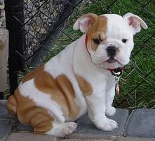 Baby Bulldog Puppy Wallpapers Pictures HD 截图 1