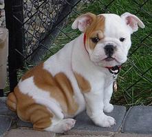 Baby Bulldog Puppy Wallpapers Pictures HD screenshot 1