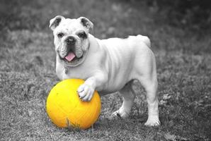 Baby Bulldog Puppy Wallpapers Pictures HD 截图 2